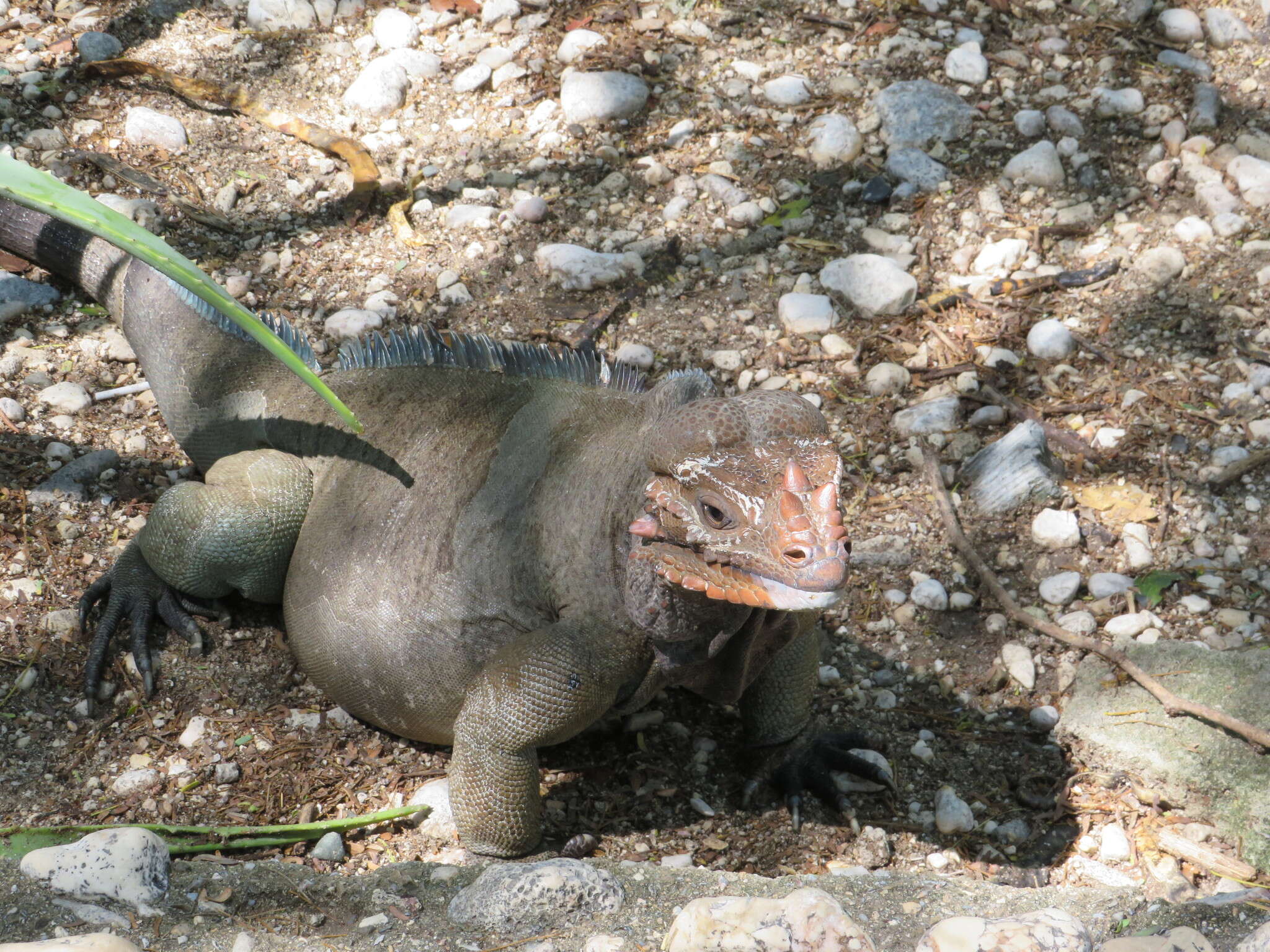 Imagem de Cyclura cornuta (Bonnaterre 1789)