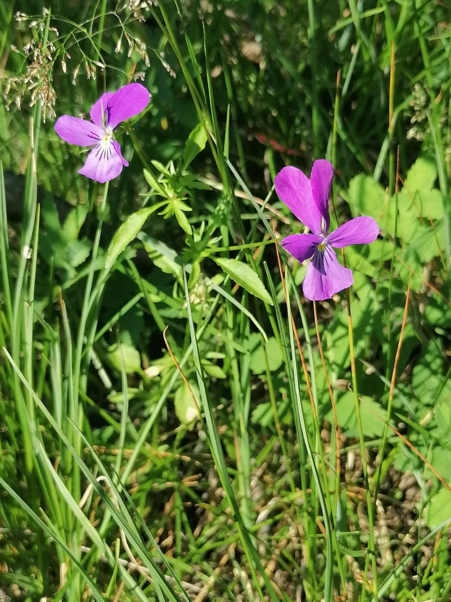 Image of Viola disjuncta W. Becker