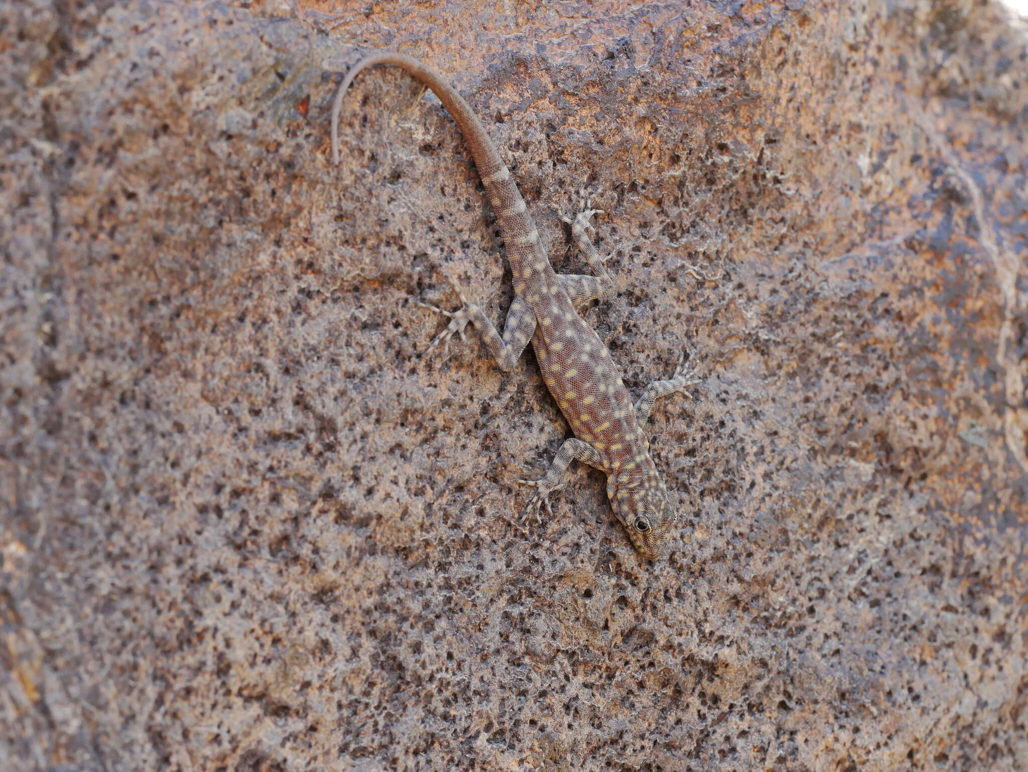 Image of Oman Rock Gecko