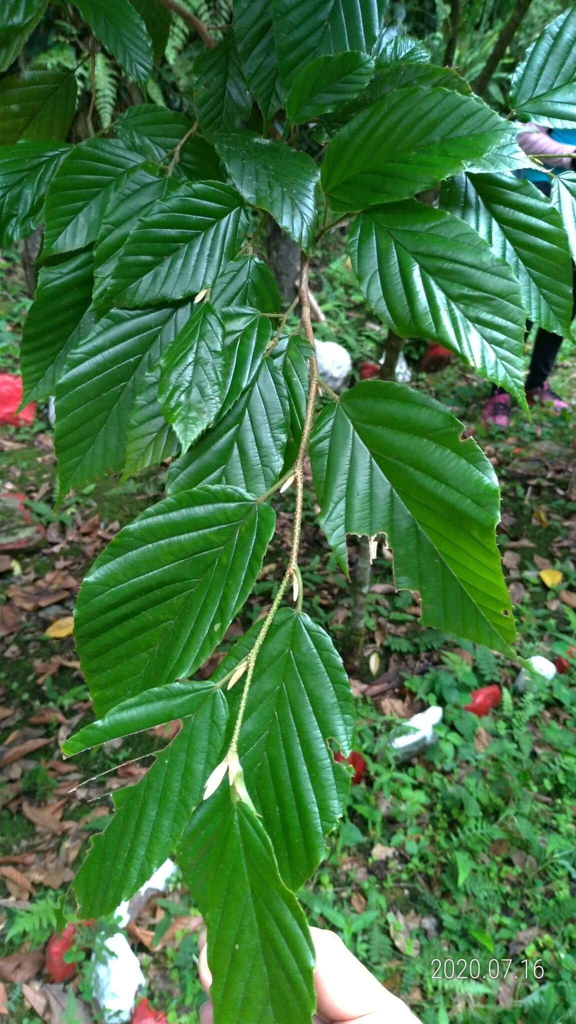 Image of Corylopsis multiflora Hance