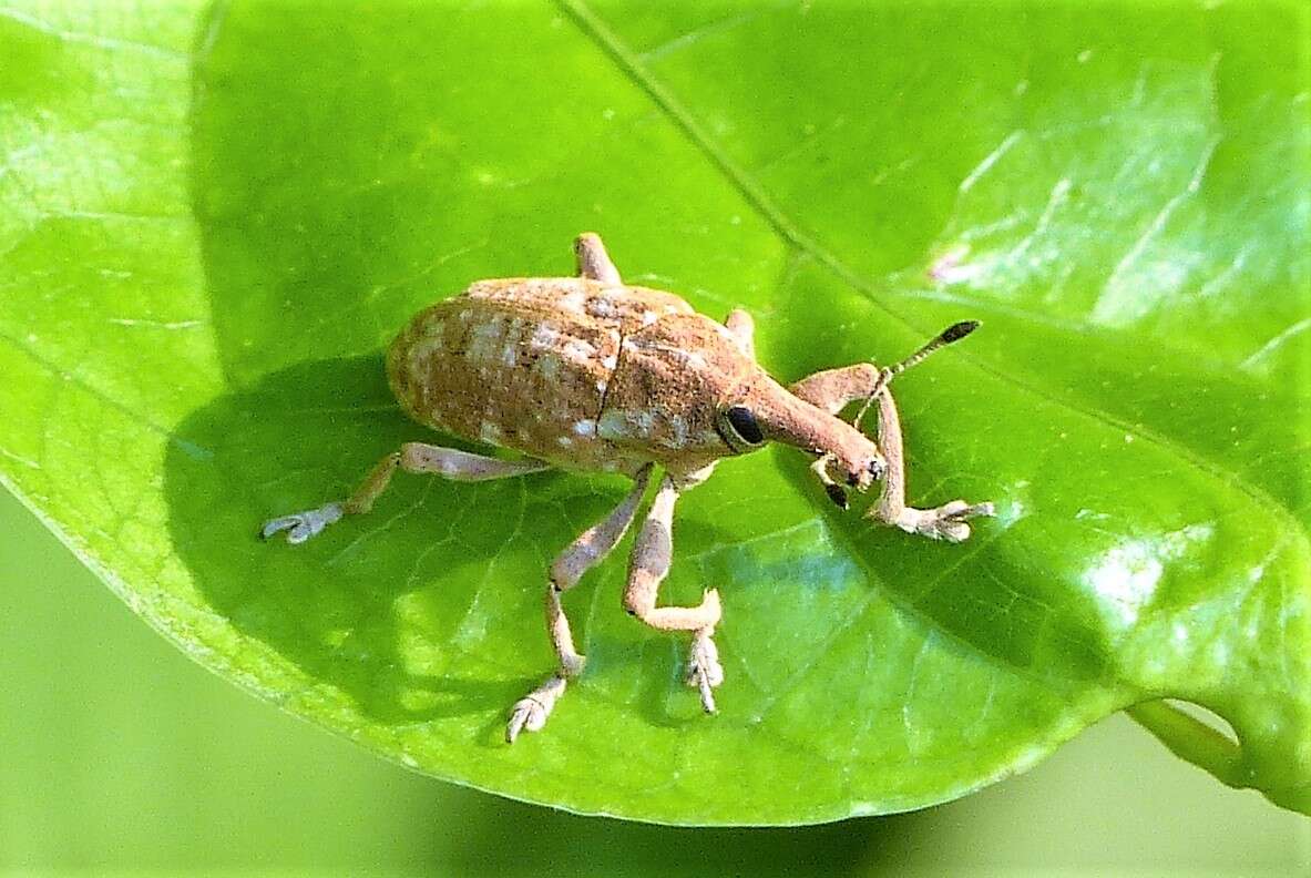 Image of Xanthochelus major (Herbst & J. F. W. 1784)