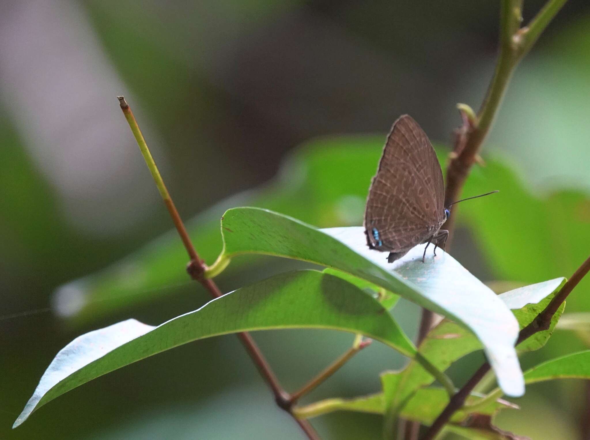 Image of Arhopala epimuta (Moore 1857)