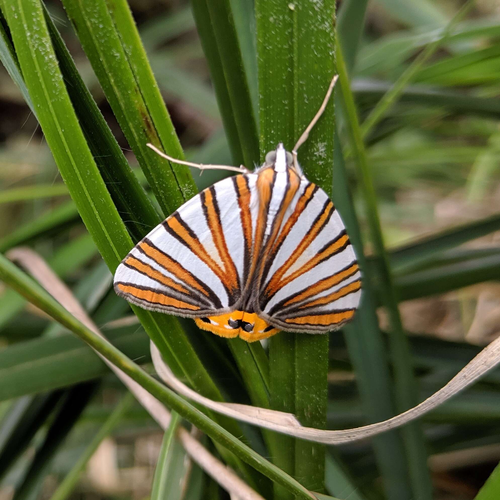 Image of Pityeja histrionaria Herrich-Schäffer 1853