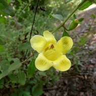 Image of largeflower yellow false foxglove