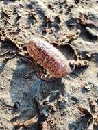 Image of Armadillidium traiani Demianowicz 1932