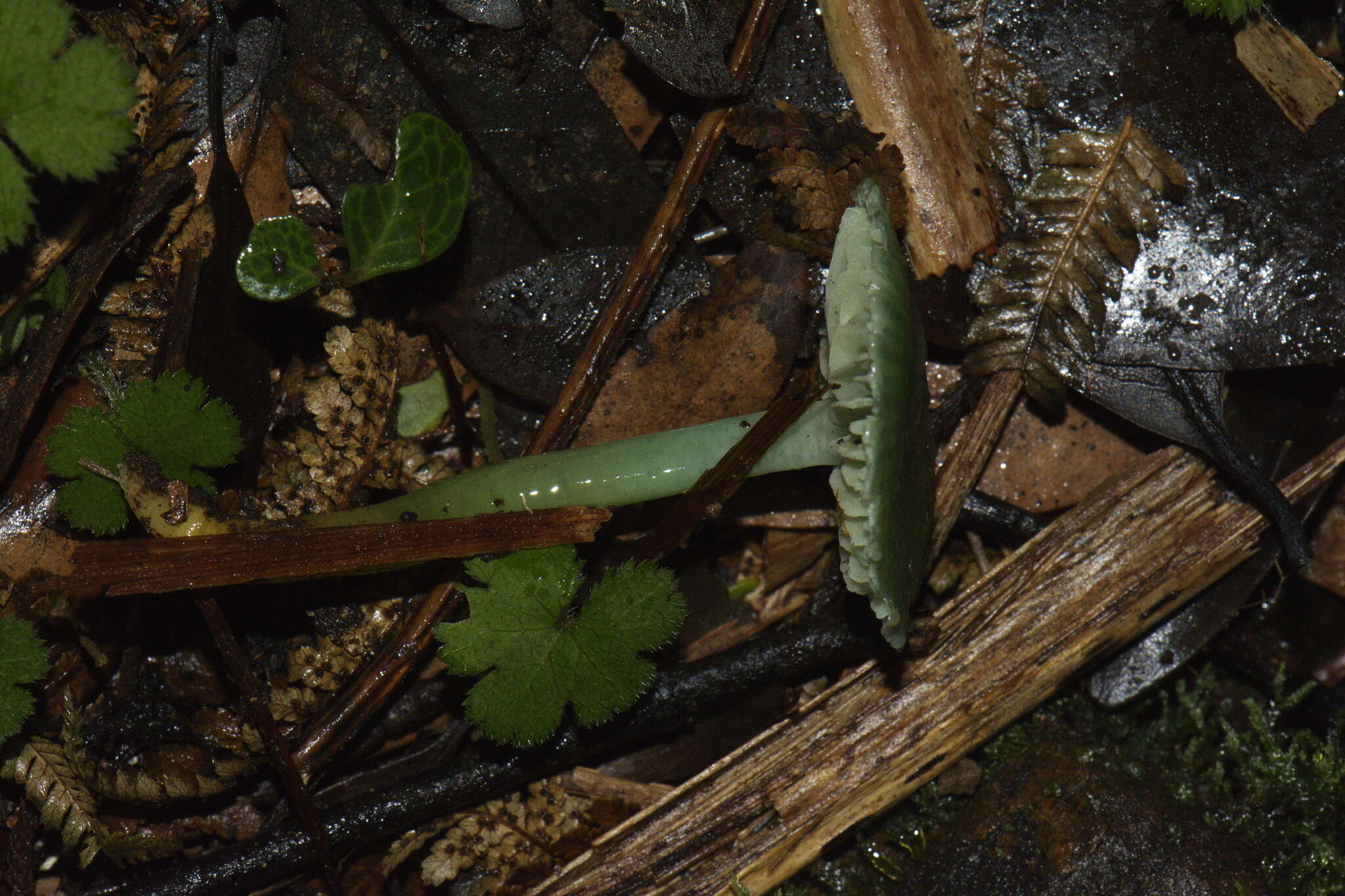 Image of Gliophorus viridis (G. Stev.) E. Horak 1971