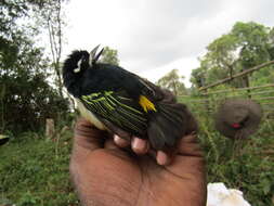 Image of Yellow-rumped Tinkerbird