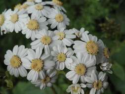 Image of Pericallis murrayi (Bornm.) B. Nord.