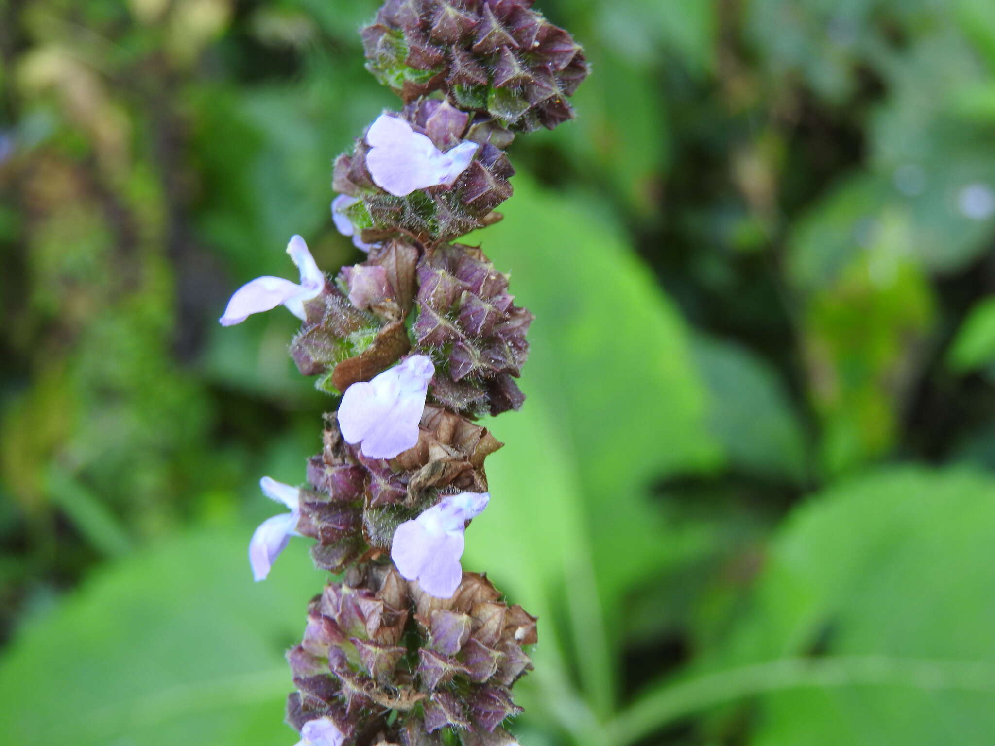 Image de Salvia mocinoi Benth.