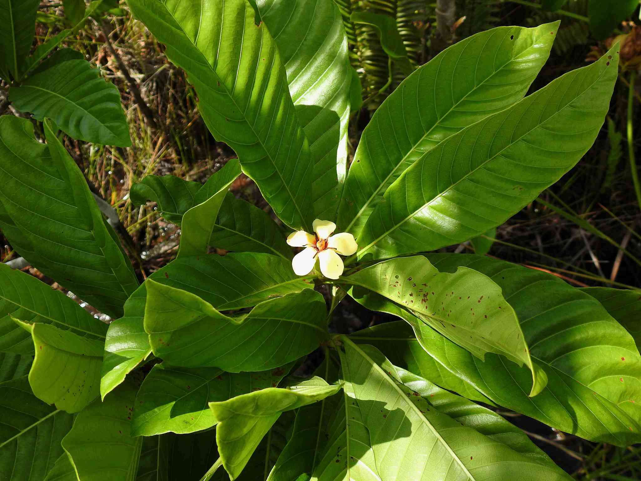 Image of Genipa spruceana Steyerm.