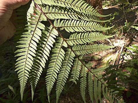 Image de Dicksonia squarrosa (G. Forst.) Sw.