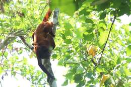 Image of Bolivian Red Howler Monkey