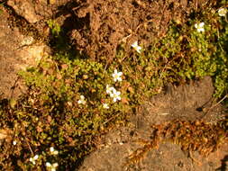 Image de Arenaria balearica L.