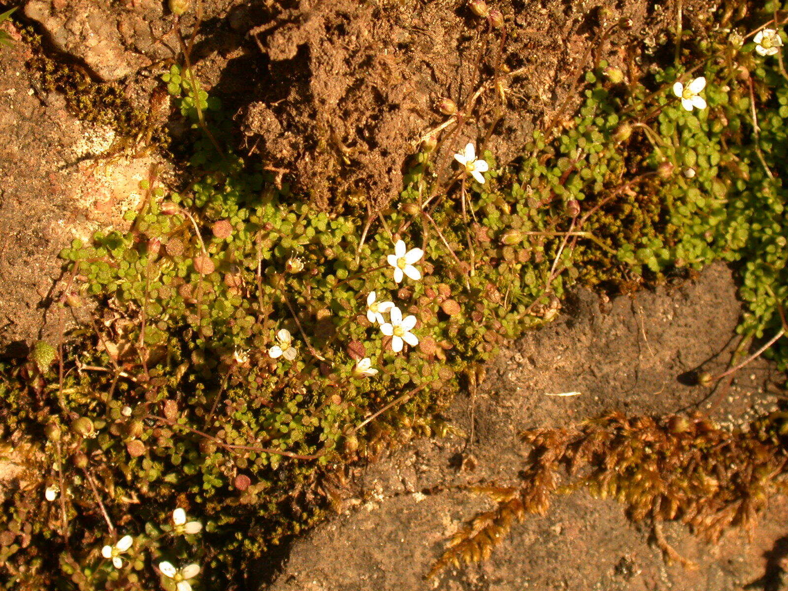 Imagem de Arenaria balearica L.