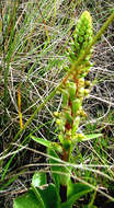 Image of Satyrium parviflorum Sw.