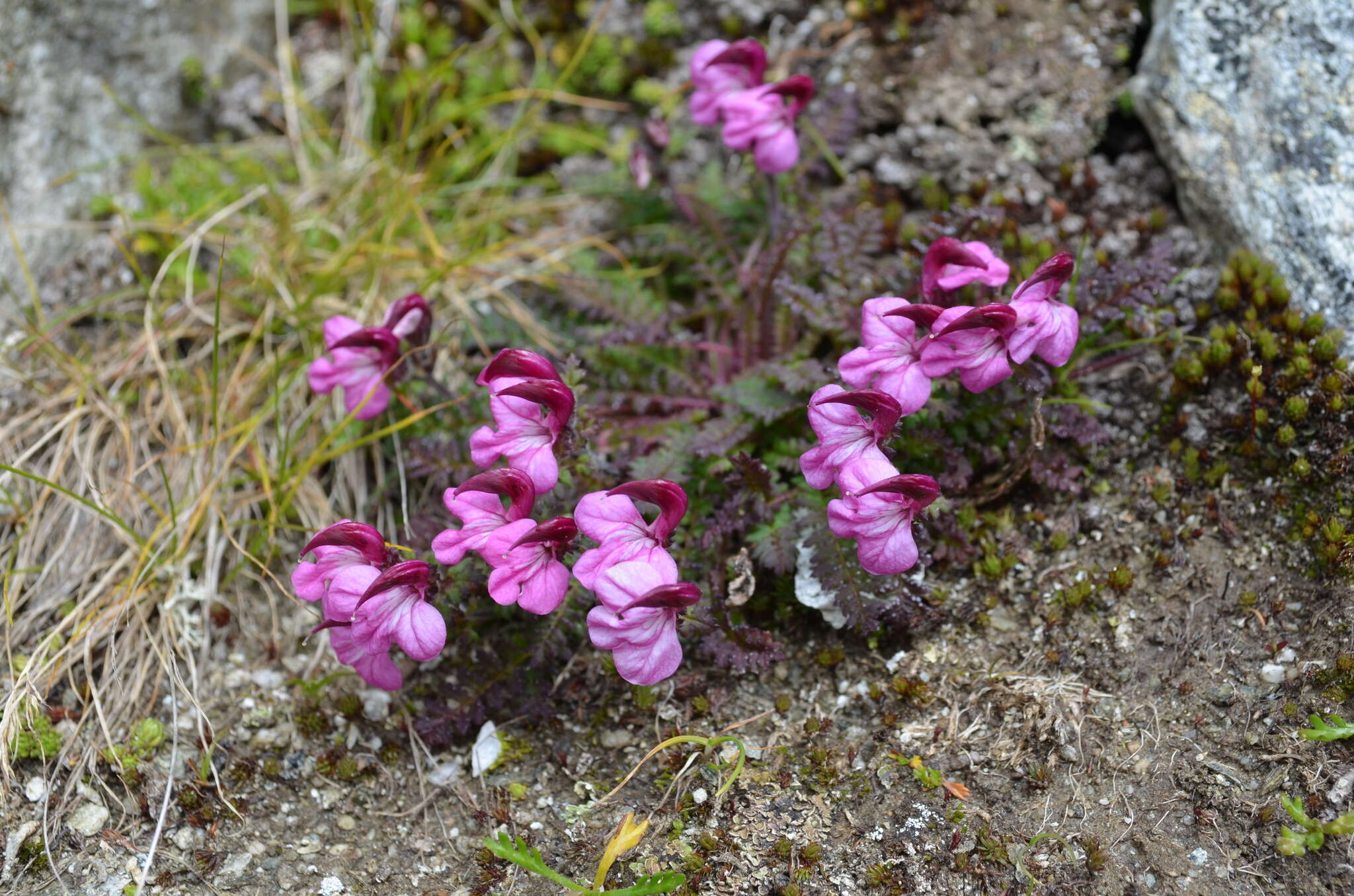 Imagem de Pedicularis kerneri Dalla Torre