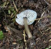 Image of Mycena quiniaultensis Kauffman 1935