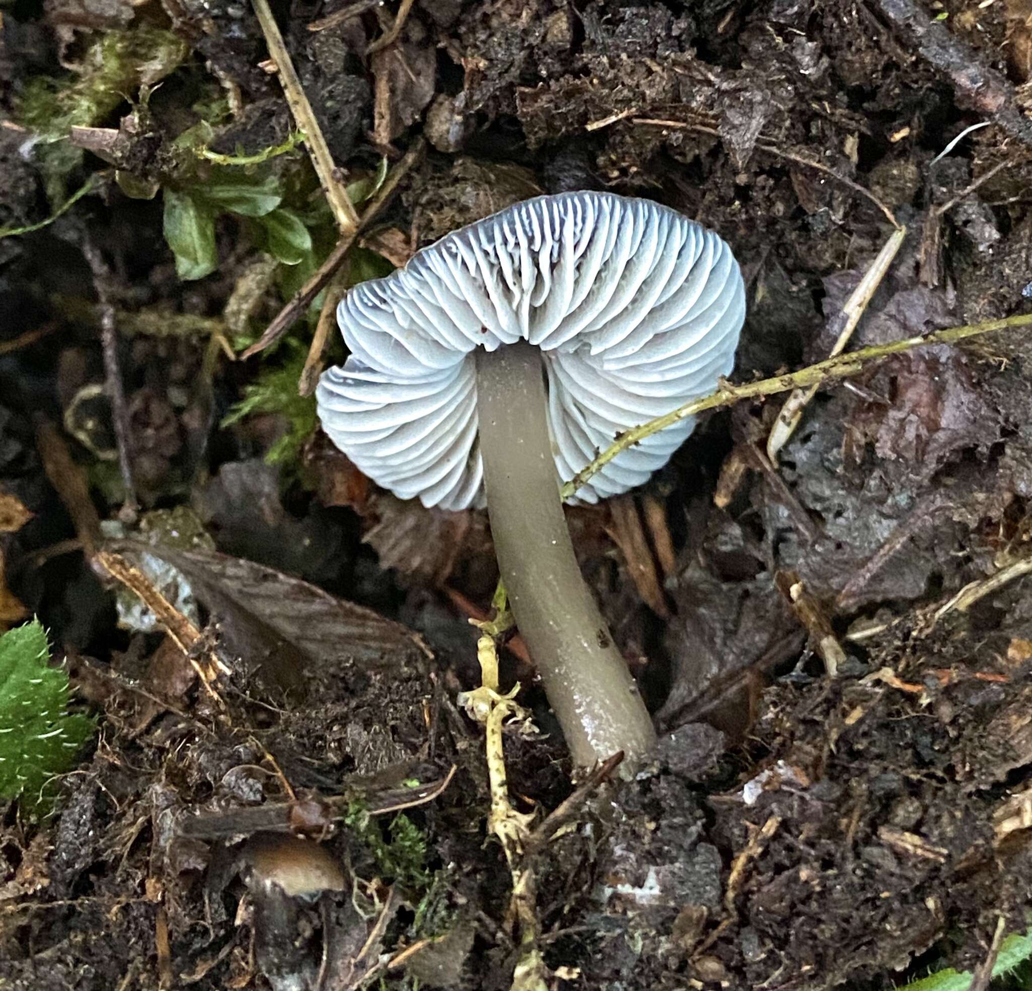 Image of Mycena quiniaultensis Kauffman 1935