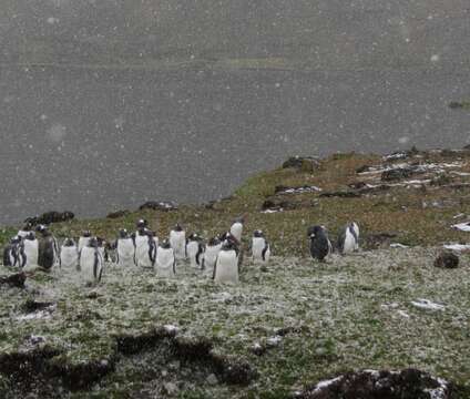 Image of Gentoo Penguin