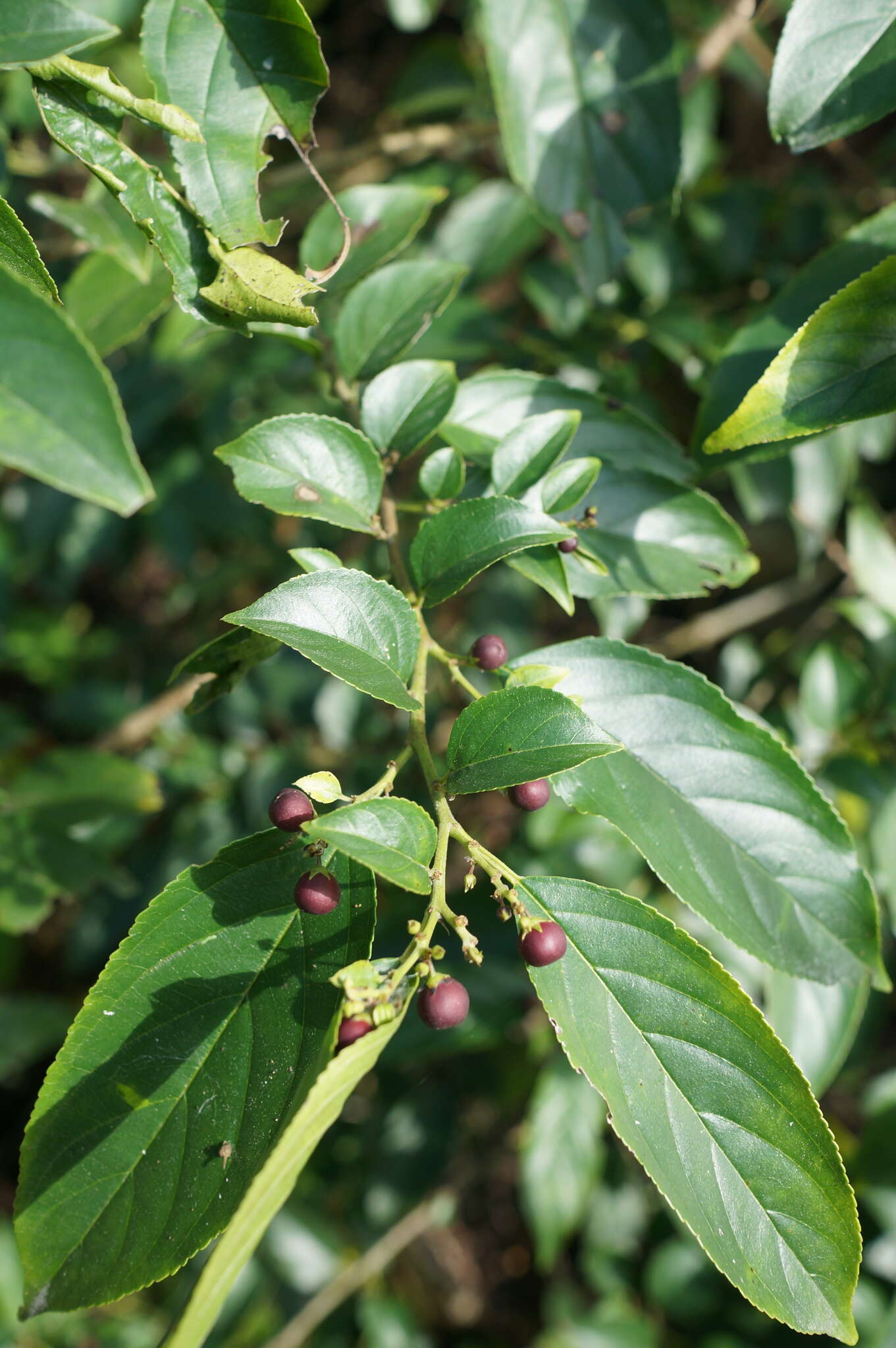 Image of Rhamnus formosana Matsum.