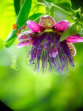 Plancia ëd Passiflora quadrangularis L.