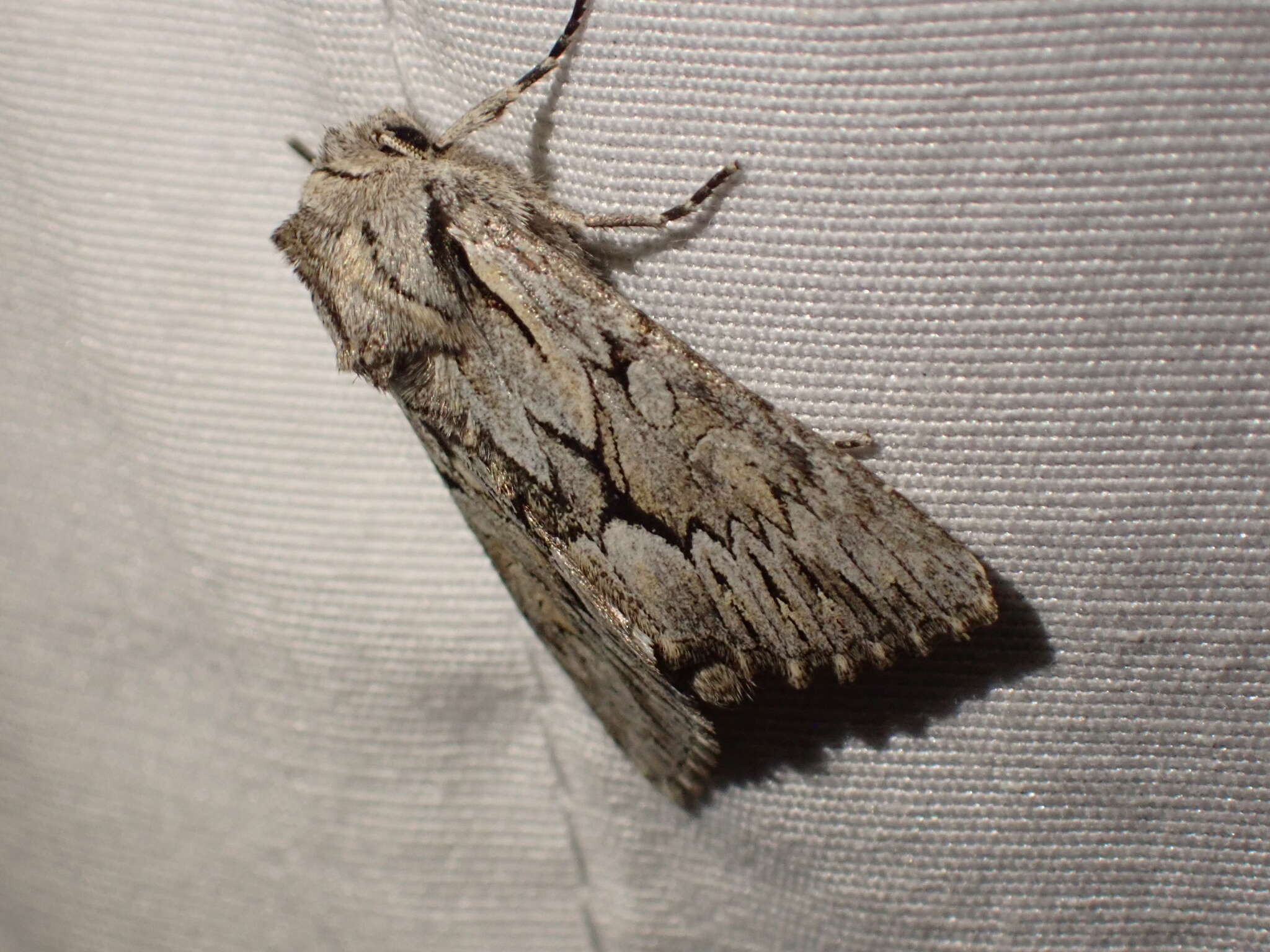 Image of Dark Grey Fishia Moth