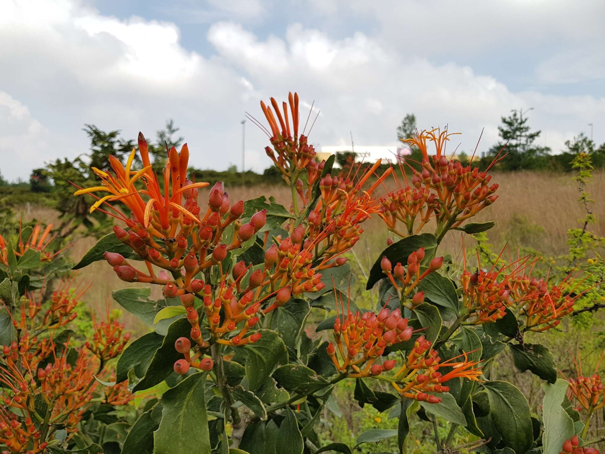 Image of Psittacanthus calyculatus (DC.) G. Don