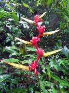 Image of Heliconia richardiana Miq.