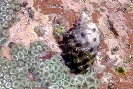 Image of Plicopurpura columellaris (Lamarck 1816)