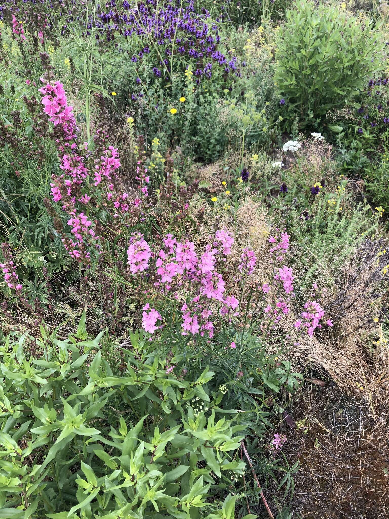 Image of dwarf checkerbloom