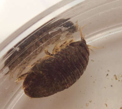 Image of Isopod