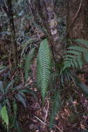 Image of Lomaridium contiguum (Mett.) Gasper & V. A. O. Dittrich