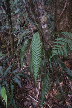 Слика од Lomaridium contiguum (Mett.) Gasper & V. A. O. Dittrich