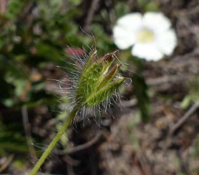 Imagem de Monsonia emarginata L'Her.