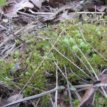 Image of physcomitrium moss