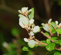 Image of Cryptandra parvifolia (Hook.) Hook. fil.