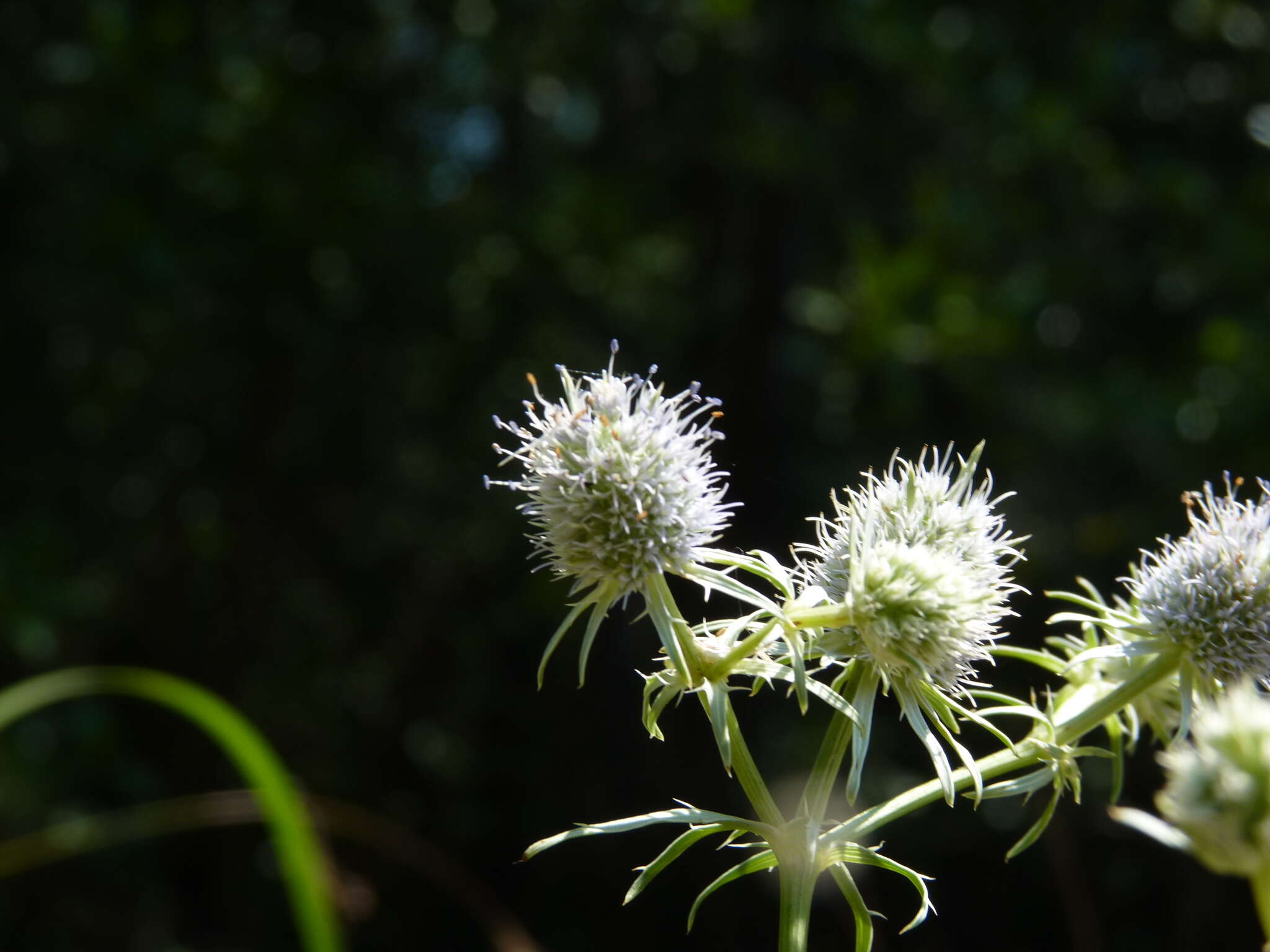 Image of rattlesnakemaster