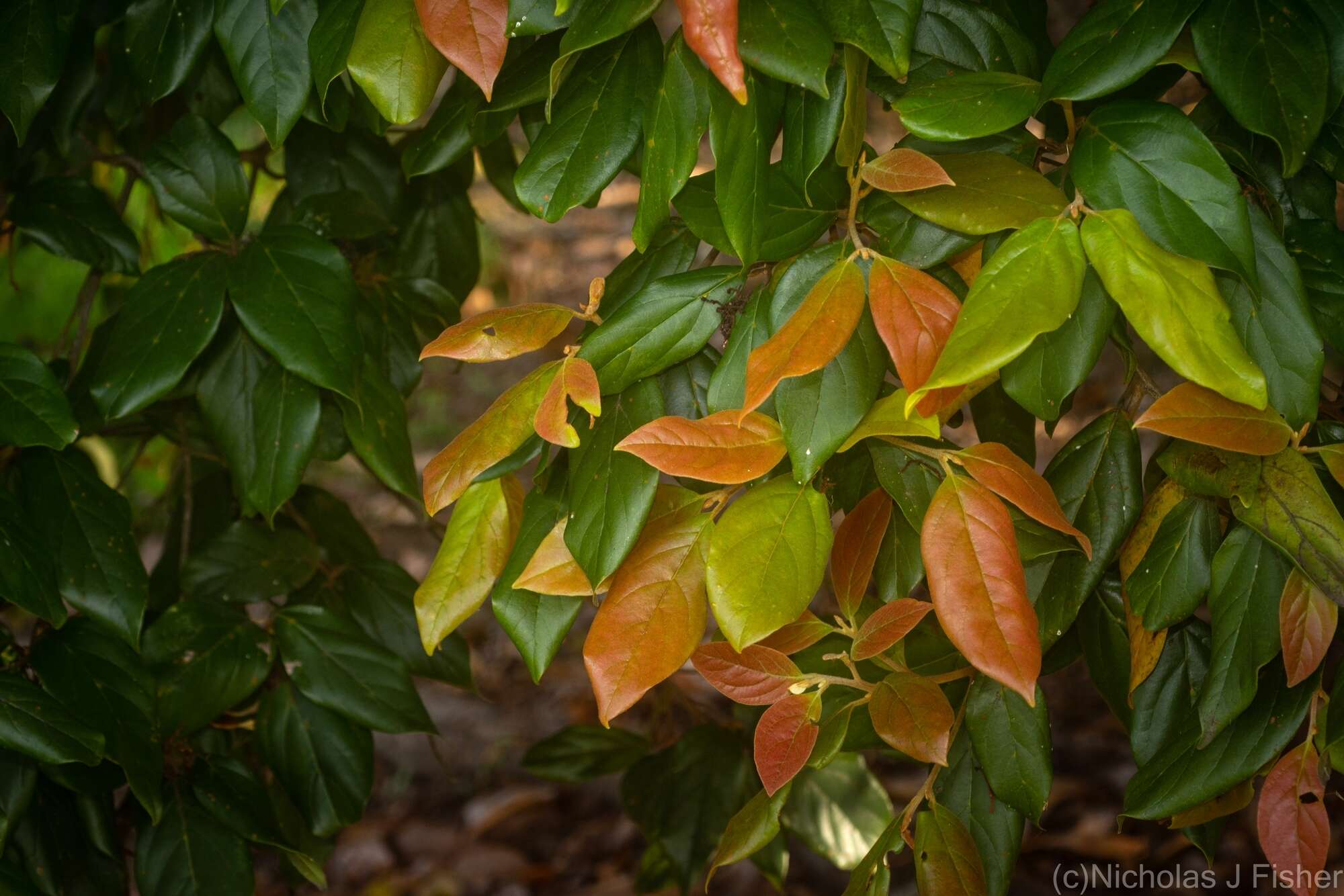 Image of Endiandra muelleri subsp. bracteata B. P. M. Hyland