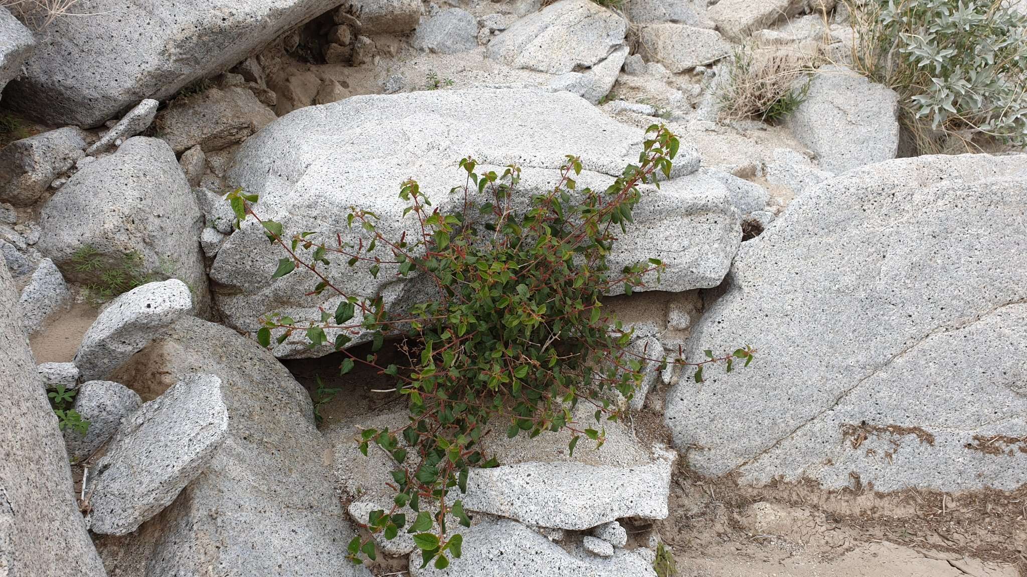 Image of California copperleaf