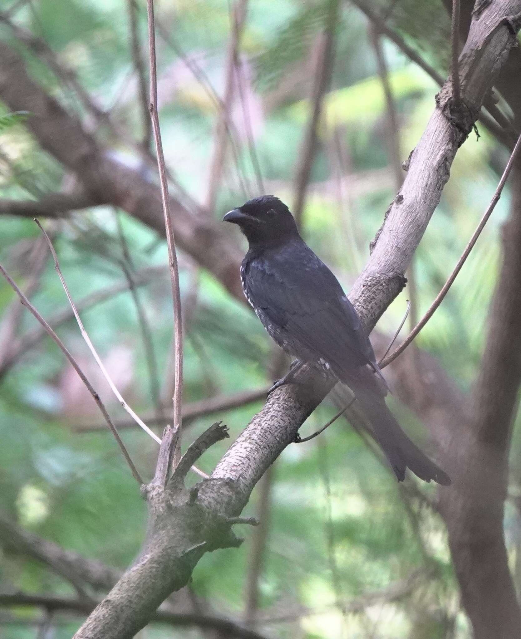 Image of Crow-biled Drongo