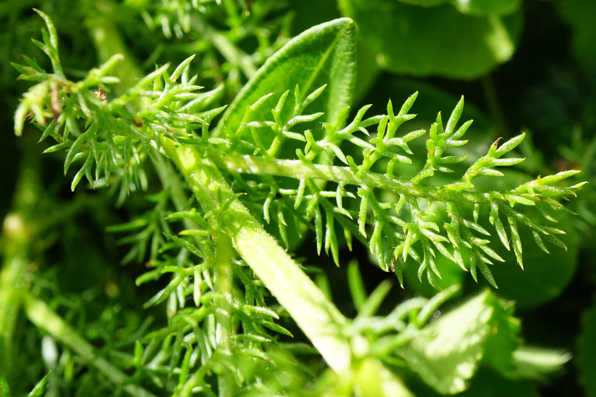 صورة Achillea clusiana Tausch