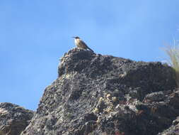 Image of Buff-breasted Earthcreeper