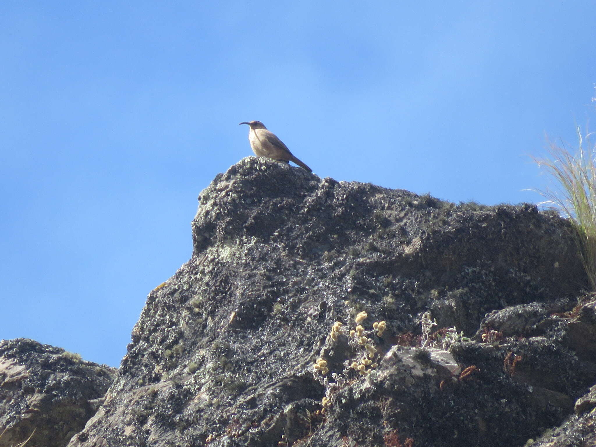 Image of Buff-breasted Earthcreeper