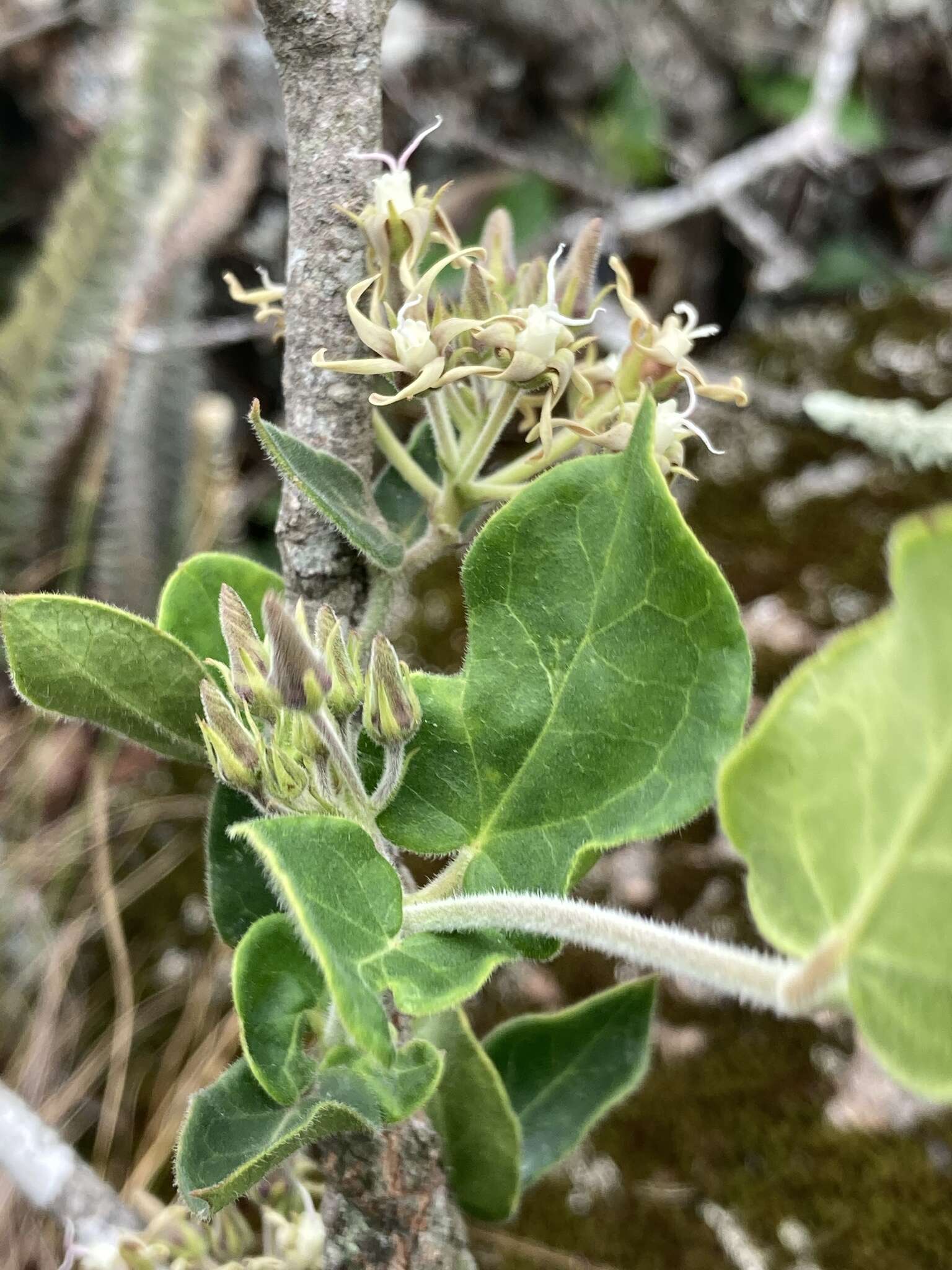 Image de Oxypetalum tomentosum Wight ex Hook. & Arn.