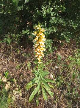 Imagem de Digitalis laevigata subsp. graeca (Ivanina) Werner