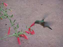 Image of Broad-tailed Hummingbird