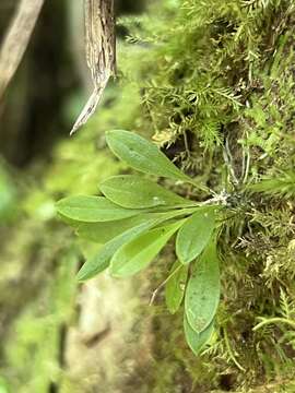 Image of forest bonnet orchid