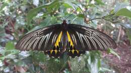 Image of Common birdwing