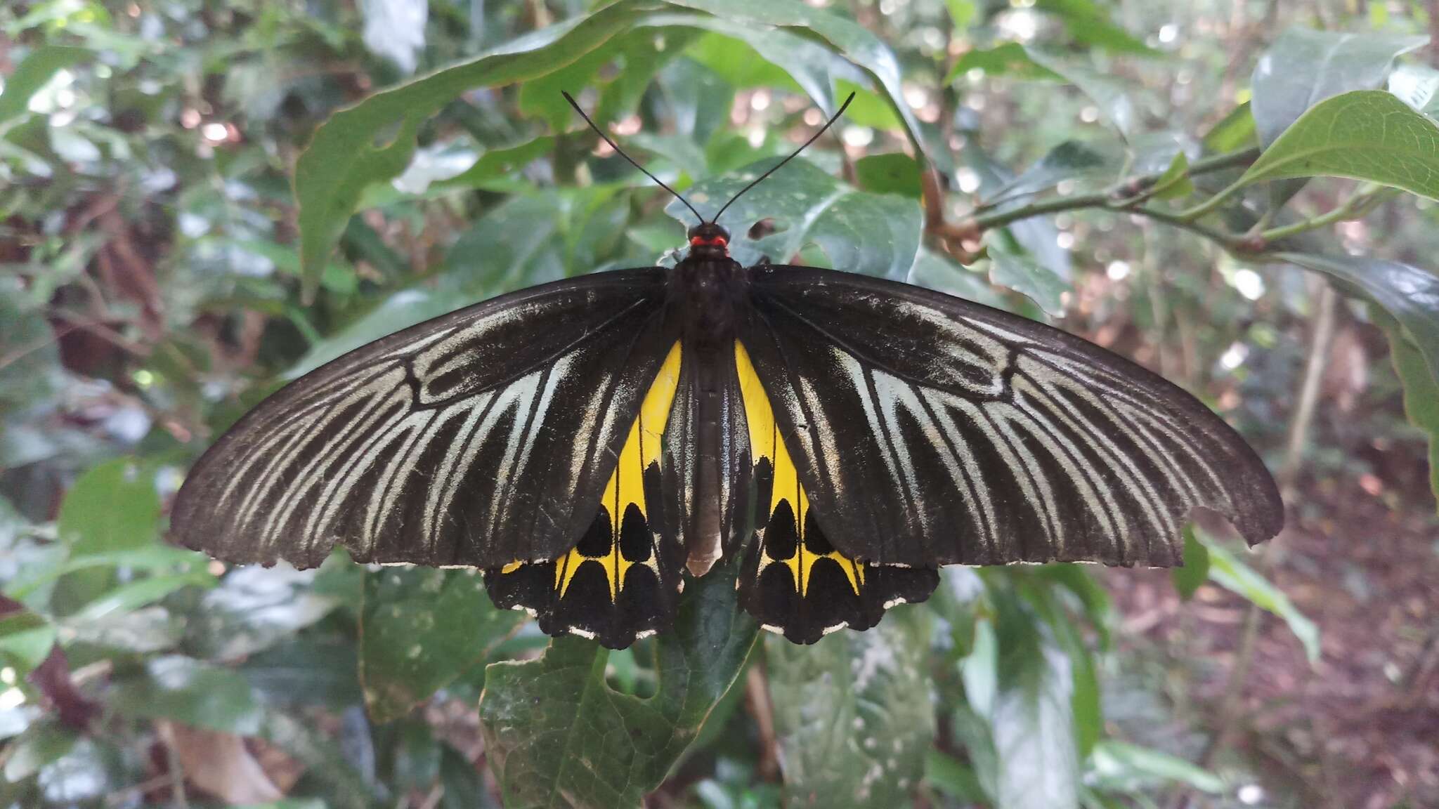 Troides helena (Linnaeus 1758) resmi