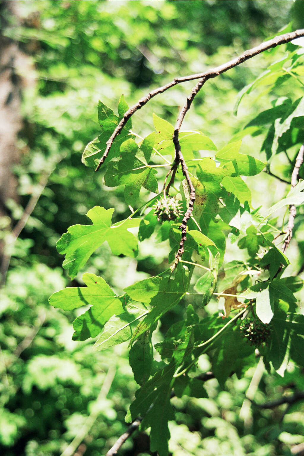 Image of Oriental Sweetgum